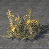 ON-furnishing-Flowers, Yellow Oleander Cluster.jpg