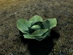 SR-flora-Cabbage.jpg