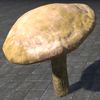 ON-furnishing-Mushroom, Young Milkcap.jpg