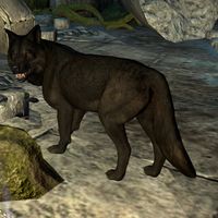 ON-creature-Dire Wolf (black).jpg