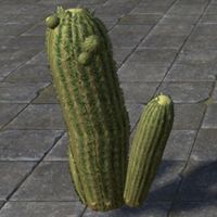 ON-furnishing-Alik'r Cactus.jpg
