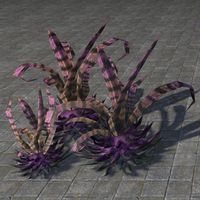 ON-furnishing-Cactus, Banded Lunar Violet Trio.jpg