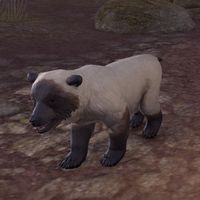 ON-pet-Atmoran Snow Bear Cub.jpg