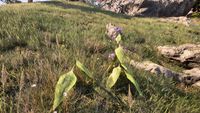 OBR-flora-Nightshade.jpg