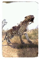 ON-card-Senche-Leopard.png