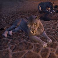 ON-creature-Desert Lioness.jpg