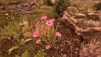 OBR-flora-Flax (Red).jpg