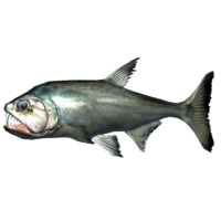 SR-icon-food-Vampire Fish.png