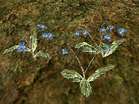 MW-flora-Stoneflower.jpg