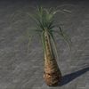 ON-furnishing-Tree, Water Palm.jpg