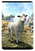 ON-card-Cloud Spring White Sheep.png