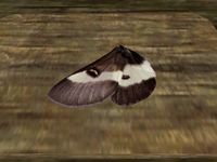 TD3-ing-Buck Moth Wing.jpg