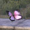 ON-pet-Mara's Blush Butterfly.jpg