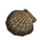 ON-icon-furnishing-Seashell, White Scallop.png