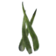 SR-icon-ingredient-Aloe Vera Leaves.png