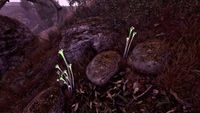 OBR-flora-Fungus Stalk.jpg