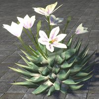 ON-furnishing-Cactus, Lily Flower.jpg