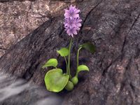 ON-node-Water Hyacinth.jpg