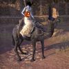 ON-mount-Hollowjack Rider Camel.jpg