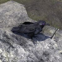 ON-creature-Blackfeather Court Crow.jpg