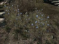 Skyrim Blue Mountain Flower The