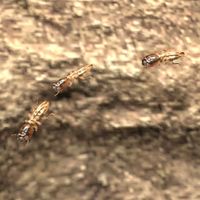 ON-creature-Termite.jpg