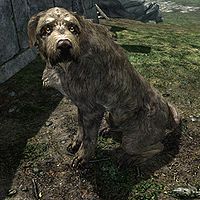 can you adopt dogs in skyrim