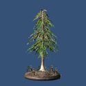 Solstheim Pine Tree
