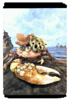 ON-card-Barnacle-Back Coral Crab.png