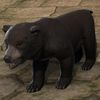 ON-pet-Black Bear Cub.jpg