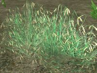 OB-flora-Rice.jpg