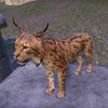 ON-pet-Northern Lynx.jpg