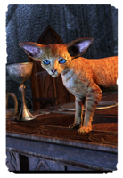 ON-card-Big-Eared Ginger Kitten.png