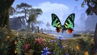 ON-crown store-Evermore Painter's Moth.jpg