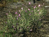 Skyrim Purple Mountain Flower The