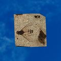Thumbnail for version as of 01:35, 22 April 2025