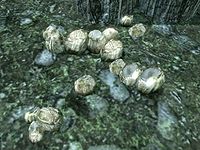 SR-ingredient-Nordic Barnacle Cluster.jpg