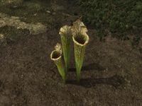OBR-flora-Pitcher Plant.jpg
