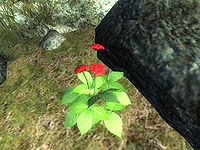 OB-flora-Ginseng (Red).jpg