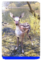 ON-card-Clearspring Striped Fawn.png
