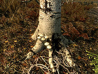 SR-flora-Scaly Pholiota.jpg