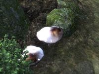 OB-flora-Clouded Funnel Cap.jpg