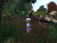 OB-flora-Viper's Bugloss.jpg