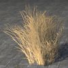 ON-furnishing-Desert Grass, Tall.jpg
