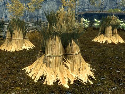 Skyrim Wheat The Unofficial Elder Scrolls Pages UESP   400px SR Flora Wheat 