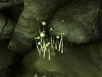 OB-flora-Wisp Stalks.jpg