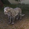 ON-pet-Spotted Snow Senche-Leopard.jpg