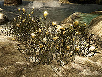 SR-flora-Yellow Mountain Flower.jpg