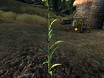 OB-flora-Corn Stalk.jpg