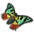 ON-icon-pet-Evermore Painter's Moth.png